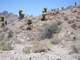 Side Trip to Oatman